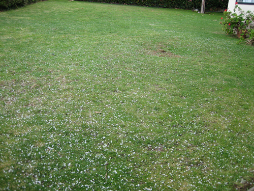 Hail on the grass in San Diego